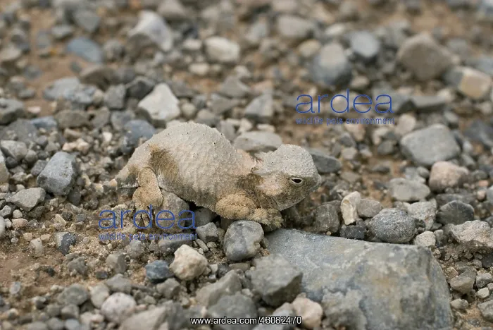 : Round-tailed horned lizard : Round-tailed horned lizard