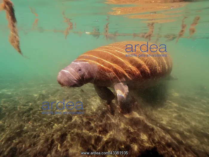 : Round-tailed manatee (Trichechus manatus), Crystal River div : Round-tailed manatee (Trichechus manatus), Crystal River div