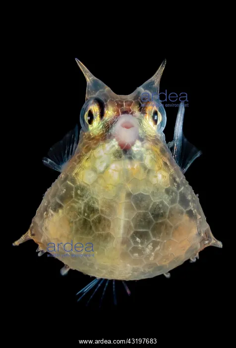  : Roundbelly cowfish (Lactoria diaphana) juvenile