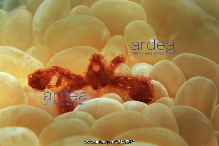 : Rounded Bubblegum Coral : Rounded Bubblegum Coral