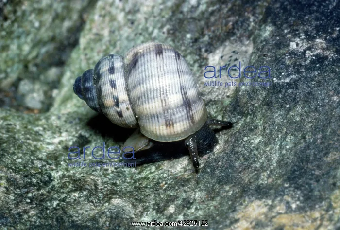 : Rounded Mouthed Snail : Rounded Mouthed Snail