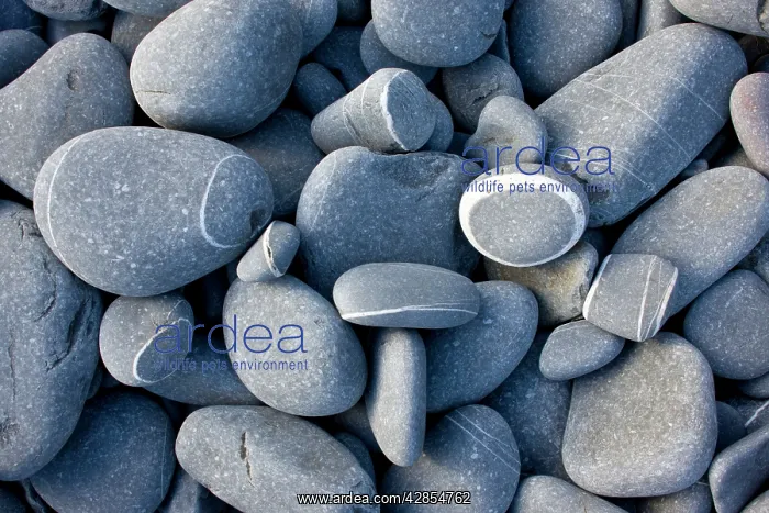 : Rounded sandstone beach pebbles : Rounded sandstone beach pebbles