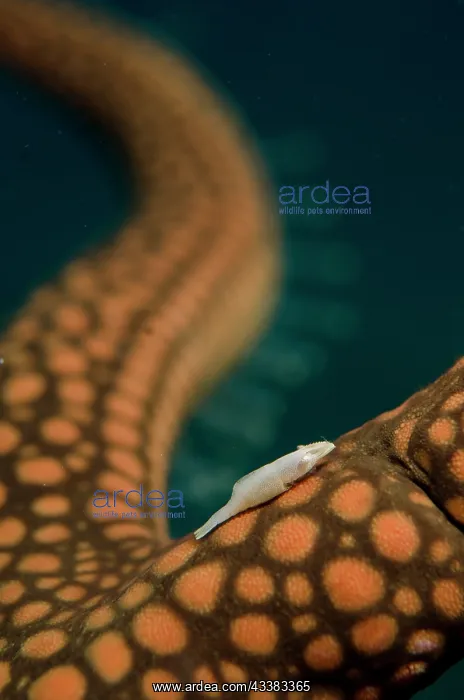 : Rounded Sea Star Shrimp on Brown Mesh Sea Star : Rounded Sea Star Shrimp on Brown Mesh Sea Star