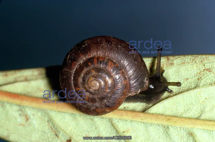 : ROUNDED SNAIL : ROUNDED SNAIL