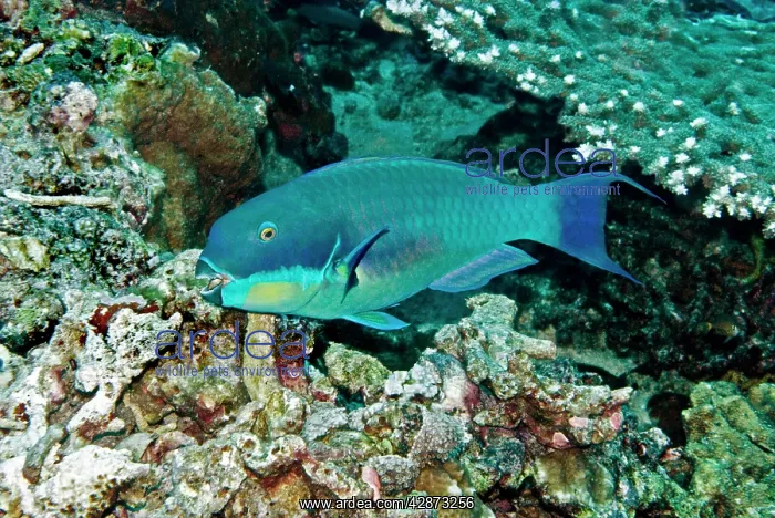 : Roundhead Parrotfish - male : Roundhead Parrotfish - male