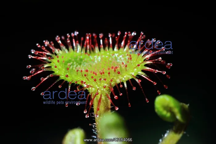 : Roundleaf sundew (Drosera rotundifolia) : Roundleaf sundew (Drosera rotundifolia)