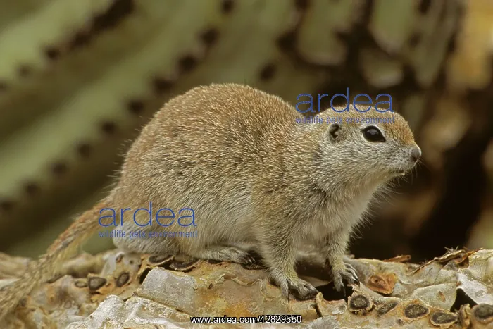 : Roundtail Ground Squirrel : Roundtail Ground Squirrel