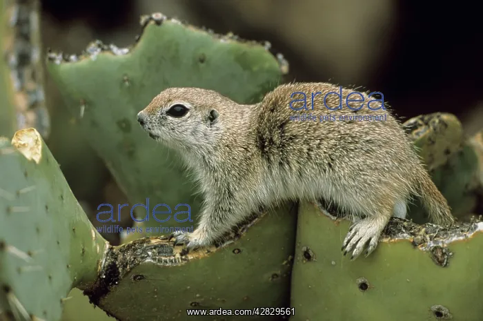 : Roundtail Ground Squirrel : Roundtail Ground Squirrel