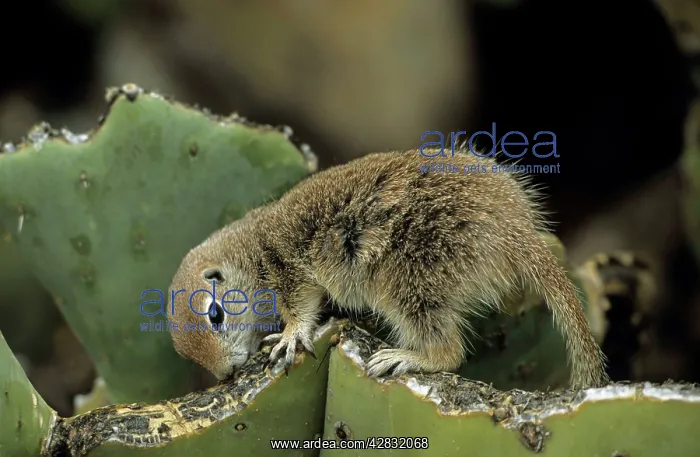 : Roundtail Ground Squirrel : Roundtail Ground Squirrel