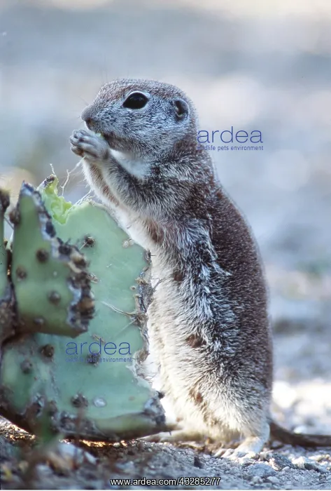 : Roundtail Ground Squirrel - eating prickly pear cactus : Roundtail Ground Squirrel - eating prickly pear cactus