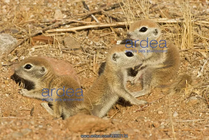 : Roundtail Ground Squirrel - young : Roundtail Ground Squirrel - young