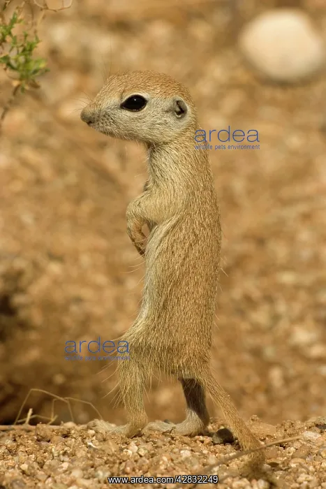 : Roundtail Ground Squirrel - young : Roundtail Ground Squirrel - young
