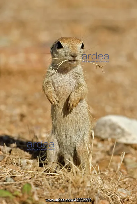 : Roundtail Ground Squirrel - young : Roundtail Ground Squirrel - young