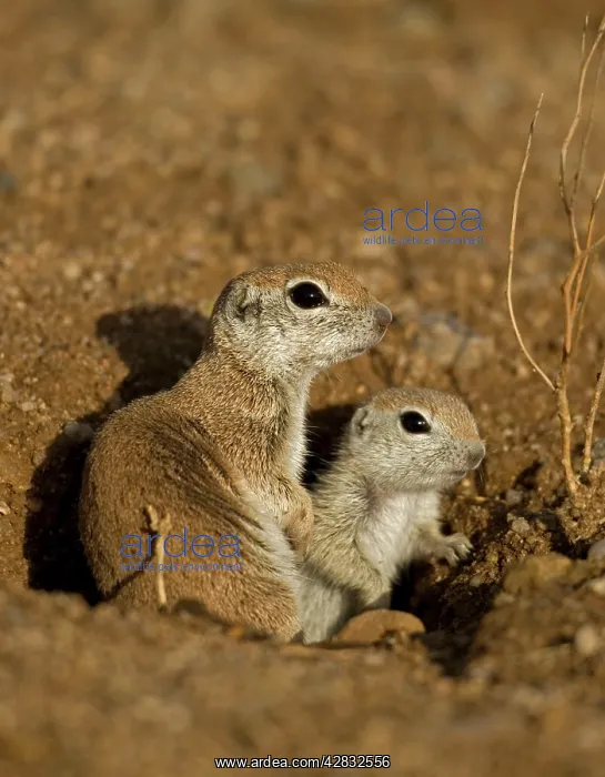 : Roundtail Ground Squirrel - young : Roundtail Ground Squirrel - young