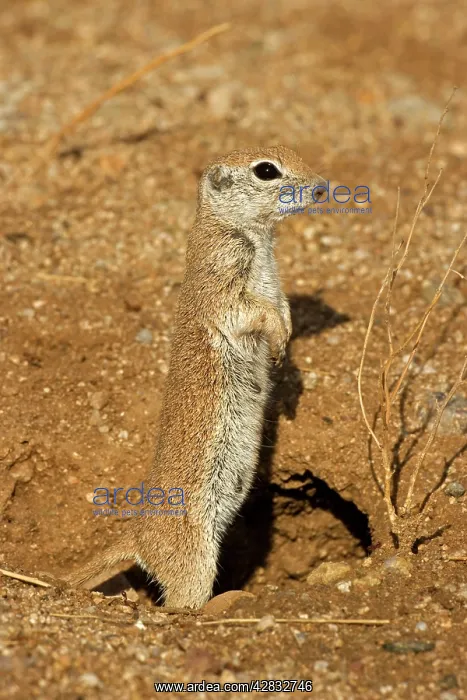 : Roundtail Ground Squirrel - young : Roundtail Ground Squirrel - young