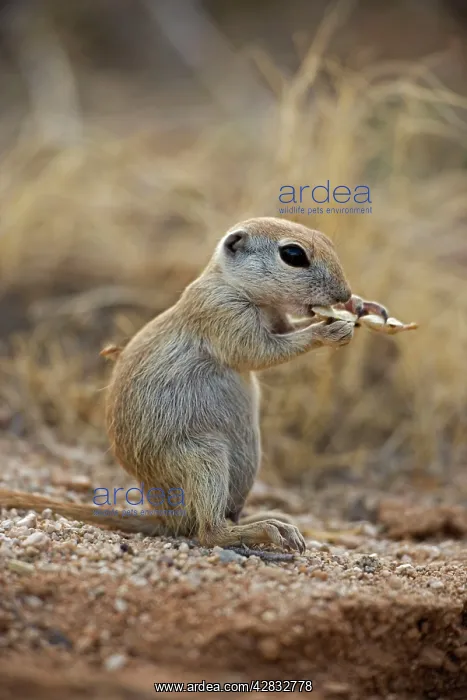 : Roundtail Ground Squirrel - young : Roundtail Ground Squirrel - young