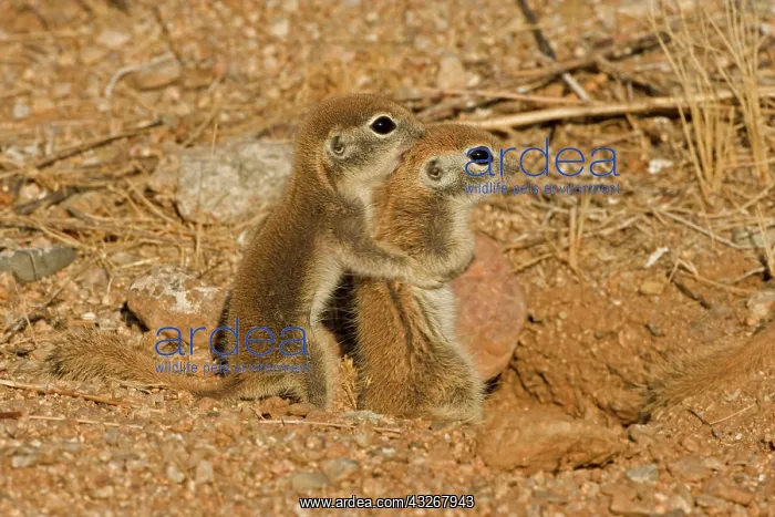 : Roundtail Ground Squirrel Young (Citellus tereticaudus) : Roundtail Ground Squirrel Young (Citellus tereticaudus)