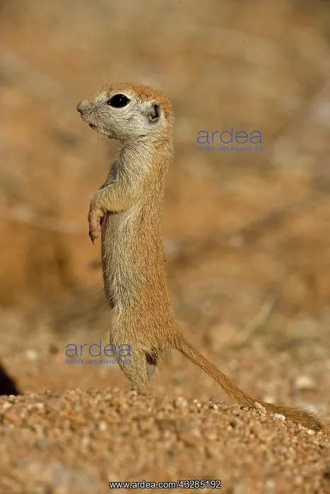 : Roundtail Ground Squirrel Young (Citellus tereticaudus) - Ar : Roundtail Ground Squirrel Young (Citellus tereticaudus) - Ar