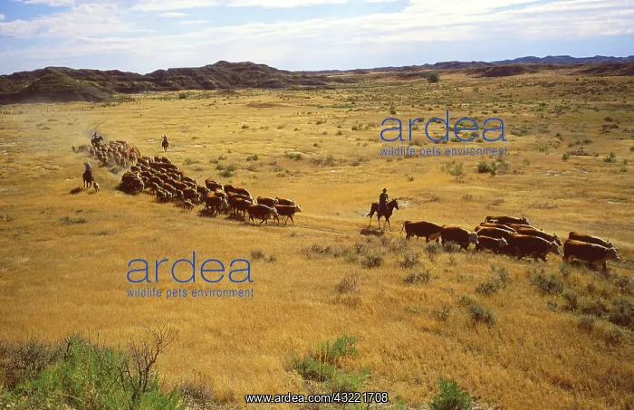 : Roundup at the Fort Keogh Livestock and Range Research Station in southeastern Montana : Roundup at the Fort Keogh Livestock and Range Research Station in southeastern Montana