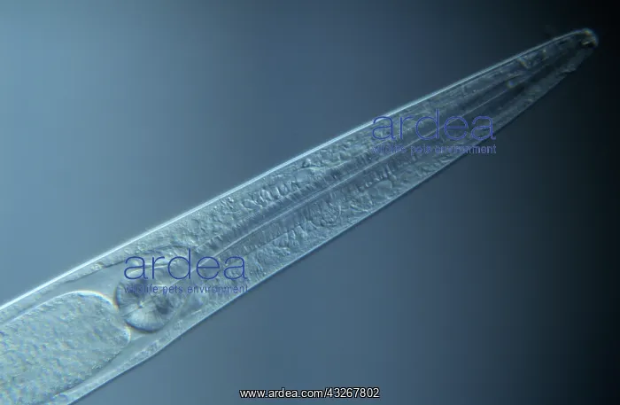 : Roundworm over 15, 000 known species in the genu : Roundworm over 15, 000 known species in the genu