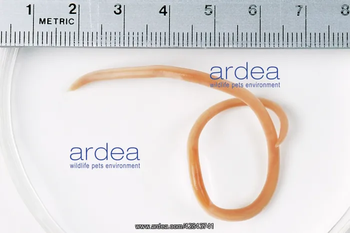 : RoundWORM - From Cat : RoundWORM - From Cat