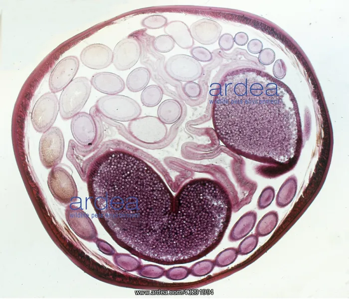 : ROUNDWORM -T.Section of horse roundworm : ROUNDWORM -T.Section of horse roundworm
