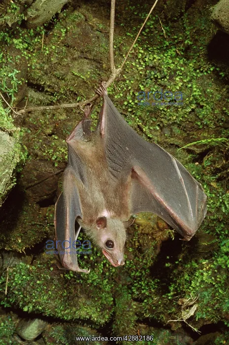 : Roussette Bat - Hanging upside down : Roussette Bat - Hanging upside down