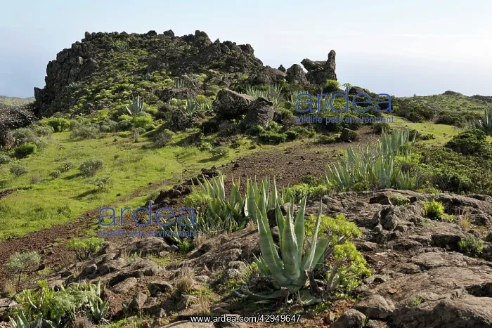 : On route above Playa de Santiago : On route above Playa de Santiago