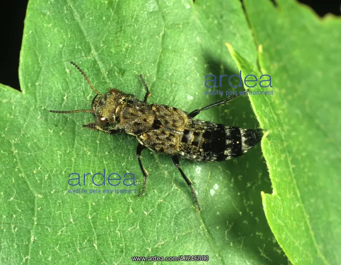 : Rove Beetle (Ontholestes murinus) : Rove Beetle (Ontholestes murinus)