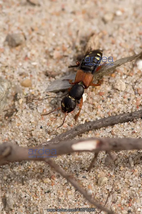 : Rove Beetle (Staphylinus erythropterus). Melby Overdrev : Rove Beetle (Staphylinus erythropterus). Melby Overdrev