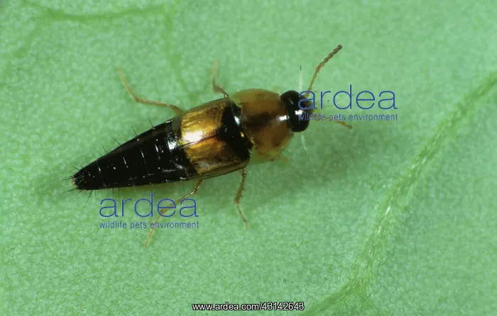 : Rove Beetle (Tachyporus hypnorum) : Rove Beetle (Tachyporus hypnorum)