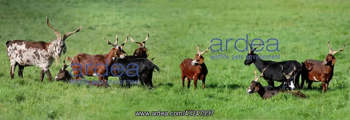  : Rove goats in the meadow - PNR Northern Vosges France
