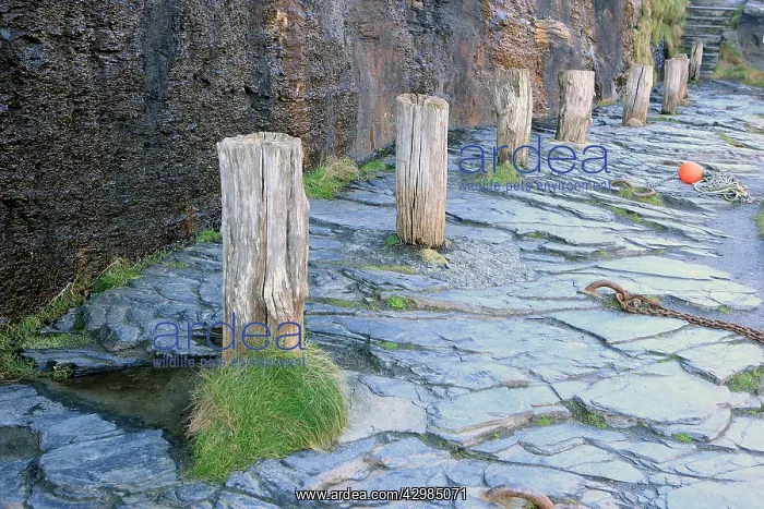 : Row of Bollards on the Quayside Harbour : Row of Bollards on the Quayside Harbour