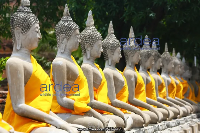 : Row of Buddha statues at Wat Yai Chaimongkol Temple : Row of Buddha statues at Wat Yai Chaimongkol Temple