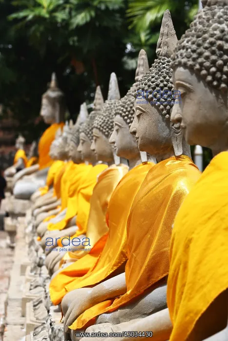 : Row of Buddha statues at Wat Yai Chaimongkol Temple : Row of Buddha statues at Wat Yai Chaimongkol Temple