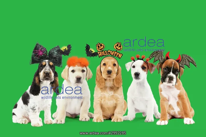: Row of different breeds of Dogs, Puppies wearing : Row of different breeds of Dogs, Puppies wearing