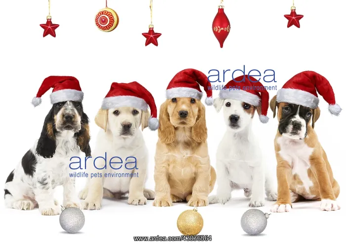: Row of different breeds of Dogs, Puppies wearing : Row of different breeds of Dogs, Puppies wearing