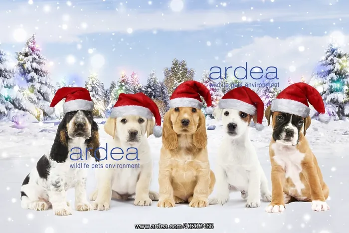 : Row of different breeds of Dogs, Puppies wearing : Row of different breeds of Dogs, Puppies wearing