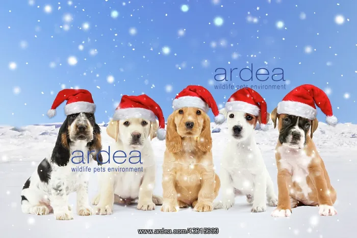 : Row of different breeds of Dogs, Puppies wearing : Row of different breeds of Dogs, Puppies wearing