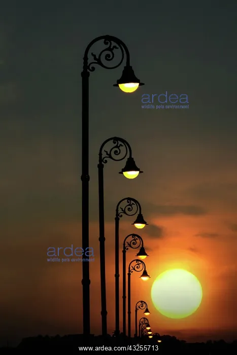 : Row of repeating street lights silhouetted : Row of repeating street lights silhouetted