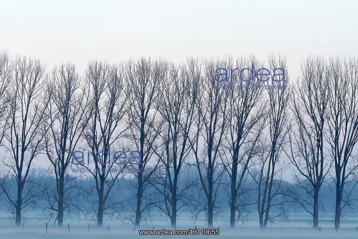 : Row of trees in fog, bare trees, Lower Rhine, North : Row of trees in fog, bare trees, Lower Rhine, North