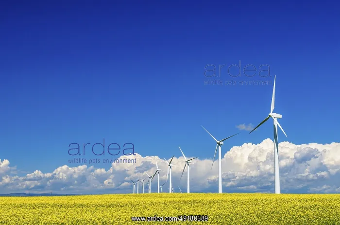 : A row of wind stalks in a field of bright yellow canola in southern Alberta : A row of wind stalks in a field of bright yellow canola in southern Alberta