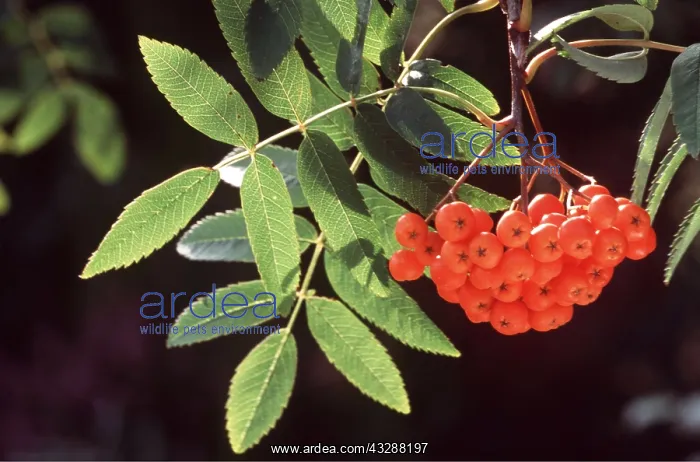 : ROWAN BERRIES : ROWAN BERRIES