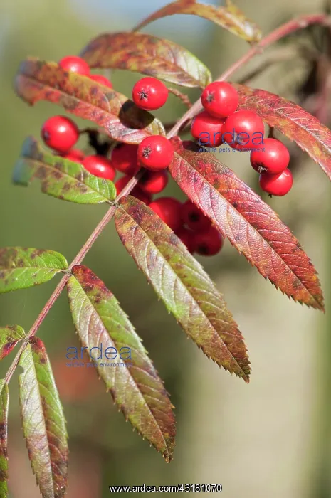 : Rowan, Esserteau's Rowan, Sorbus esserteauana x : Rowan, Esserteau's Rowan, Sorbus esserteauana x