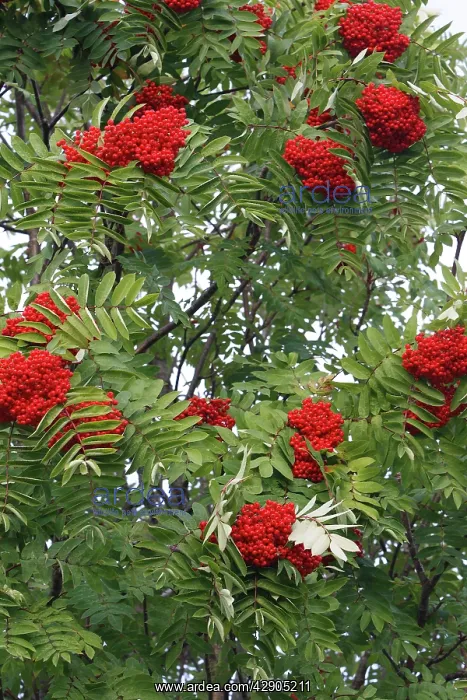 : Rowan / European Rowan / Mountain ash / European : Rowan / European Rowan / Mountain ash / European