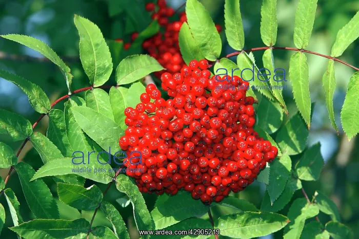 : Rowan / European Rowan / Mountain ash / European : Rowan / European Rowan / Mountain ash / European