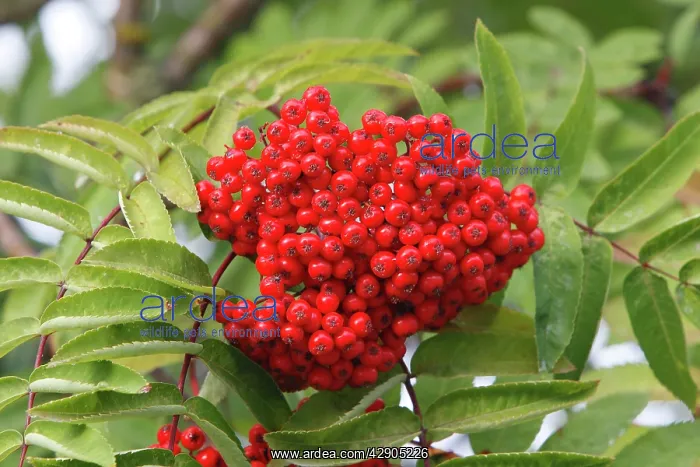 : Rowan / European Rowan / Mountain ash / European : Rowan / European Rowan / Mountain ash / European