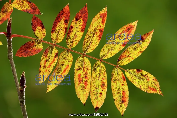 : Rowan foliage - in autumn, strongly-coloured variety : Rowan foliage - in autumn, strongly-coloured variety