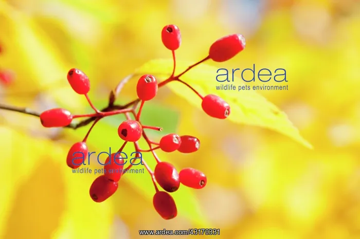 : Rowan, Korean Mountain ash, Sorbus alnifolia, A : Rowan, Korean Mountain ash, Sorbus alnifolia, A