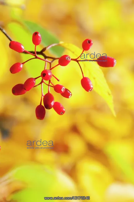 : Rowan, Korean Mountain ash, Sorbus alnifolia, A : Rowan, Korean Mountain ash, Sorbus alnifolia, A
